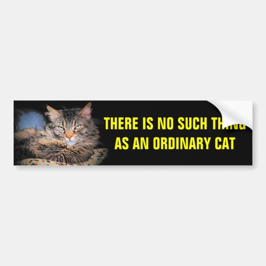 Geen gewone kat bumpersticker (Voorkant)