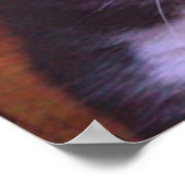 Geen gewone katten poster (Hoek)