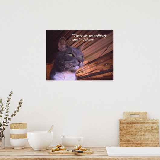 Geen gewone katten poster (Keuken)