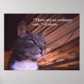 Geen gewone katten poster (Voorkant)