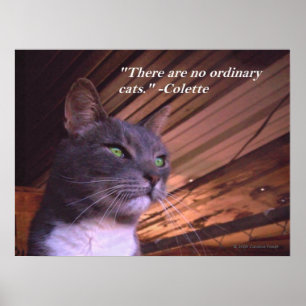 Geen gewone katten poster