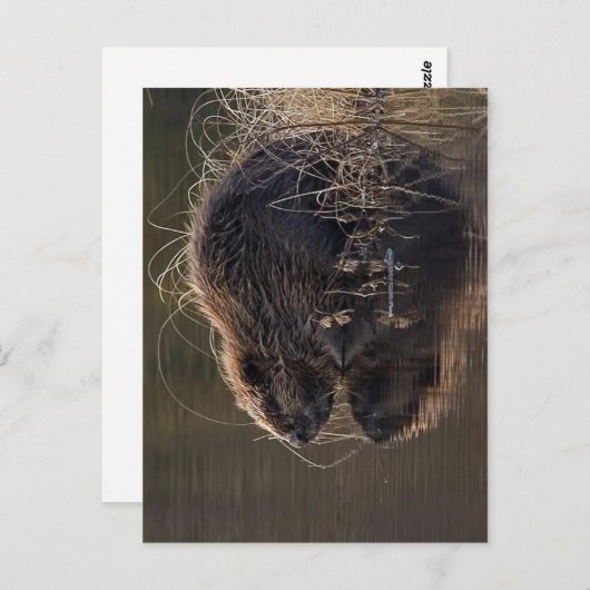 Geen hogere resolutie beschikbaar. Beaver_pho34.jp Briefkaart (Voorkant / Achterkant)
