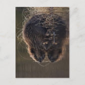 Geen hogere resolutie beschikbaar. Beaver_pho34.jp Briefkaart (Voorkant)