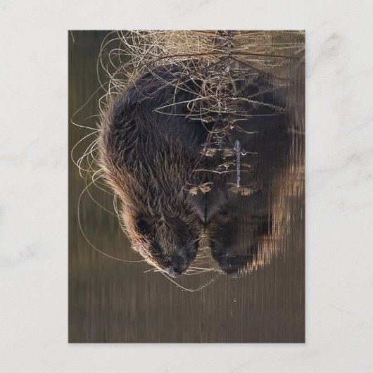 Geen hogere resolutie beschikbaar. Beaver_pho34.jp Briefkaart (Voorkant)