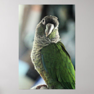 Geen mock Egel meer Poster