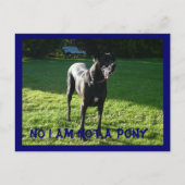 Geen Pony Briefkaart (Voorkant)