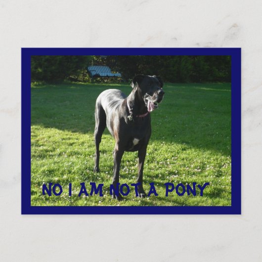 Geen Pony Briefkaart (Voorkant)