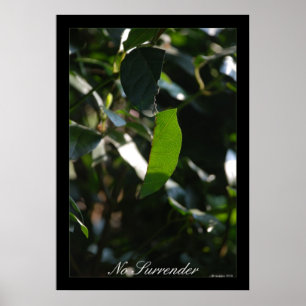 Geen Poster voor overdracht