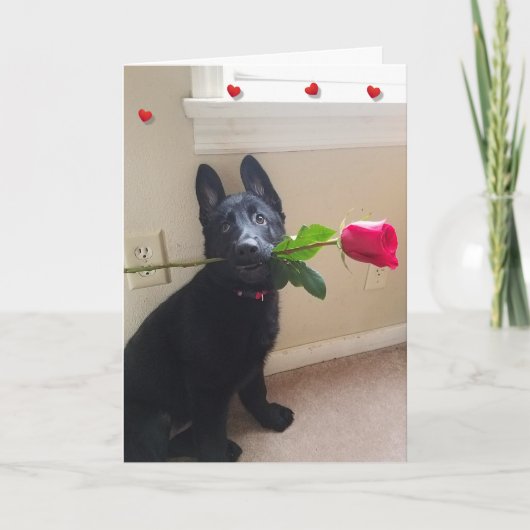 Geen puppy Love met Red Rose Valentijn Kaart (Voorkant)