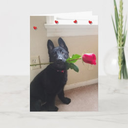 Geen puppy Love met Red Rose Valentijn Kaart