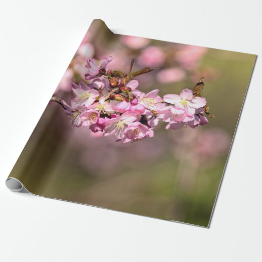 Geen schoonheid meer van de lossom van Sakura Cher Cadeaupapier (Uitgerold)