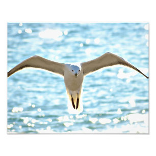 Geen seagull-fotoprint foto afdruk