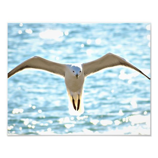 Geen seagull-fotoprint foto afdruk (Voorkant)