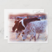 geen stier briefkaart (Voorkant / Achterkant)