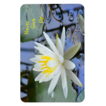 Geen water Lily opgeven