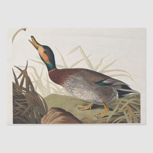 Geënte eend van Amerikaanse vogels (1827) Tissuepapier (Voorkant)