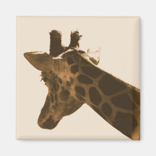 geënte giraffe in sepia magnet
