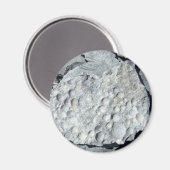 Geer Road Fossielen Magneet (Voorkant / Achterkant)