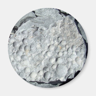 Geer Road Fossielen Magneet