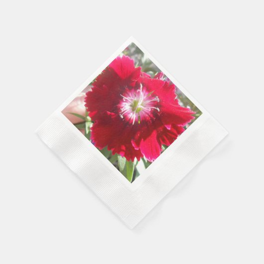 Geertje Servetten (Hoek)