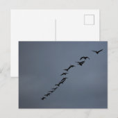 Geese Briefkaart (Voorkant / Achterkant)