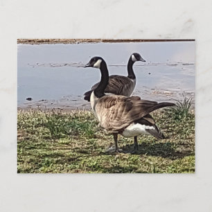 GEESE BRIEFKAART