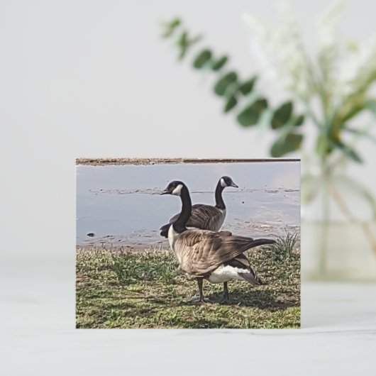 GEESE BRIEFKAART (Staand voorkant)