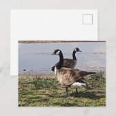 GEESE BRIEFKAART (Voorkant / Achterkant)