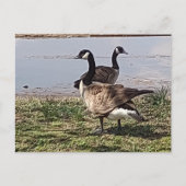 GEESE BRIEFKAART (Voorkant)