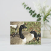 Geese Briefkaart (Staand voorkant)