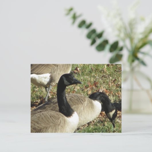 Geese Briefkaart (Staand voorkant)