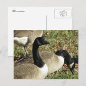 Geese Briefkaart (Voorkant / Achterkant)
