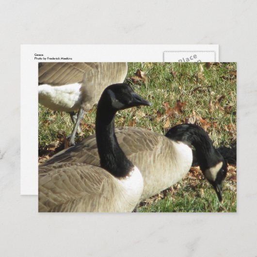 Geese Briefkaart (Voorkant / Achterkant)