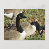 Geese Briefkaart (Voorkant)