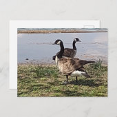 GEESE BRIEFKAART (Voorkant / Achterkant)