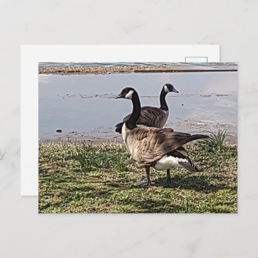 GEESE BRIEFKAART (Voorkant / Achterkant)