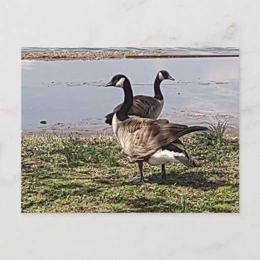 GEESE BRIEFKAART (Voorkant)