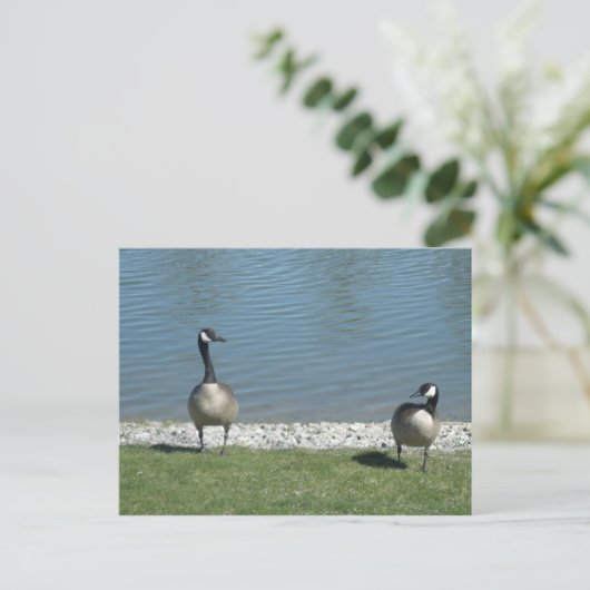 Geese Briefkaart (Staand voorkant)