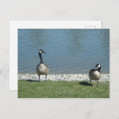 Geese Briefkaart (Voorkant / Achterkant)