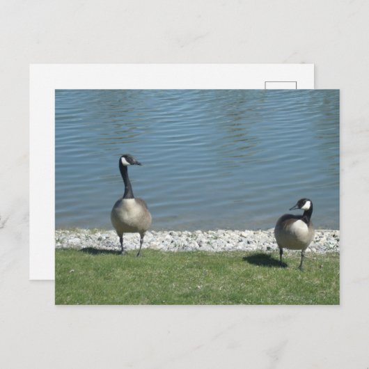 Geese Briefkaart (Voorkant / Achterkant)
