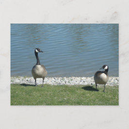 Geese Briefkaart