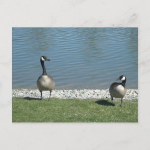 Geese Briefkaart