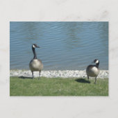 Geese Briefkaart (Voorkant)