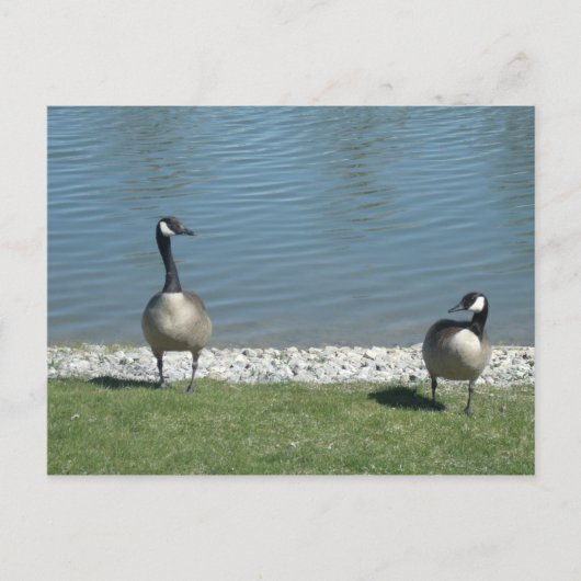Geese Briefkaart (Voorkant)