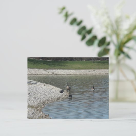 Geese Briefkaart (Staand voorkant)