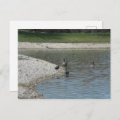 Geese Briefkaart (Voorkant / Achterkant)