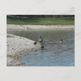 Geese Briefkaart