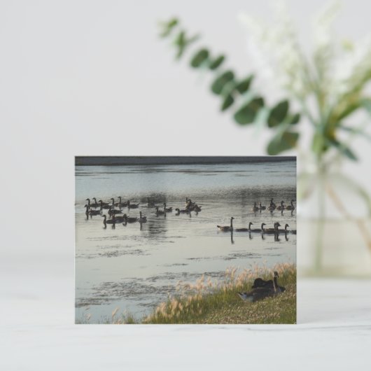 Geese Briefkaart (Staand voorkant)