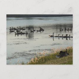 Geese Briefkaart