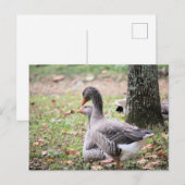 Geese Briefkaart (Voorkant / Achterkant)